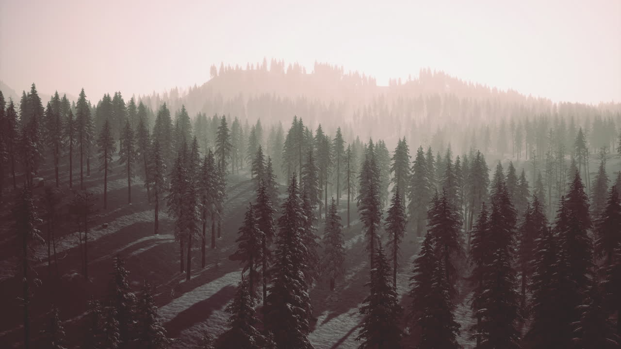 Misty morning landscape showcases dense pine forest in serene atmosphere