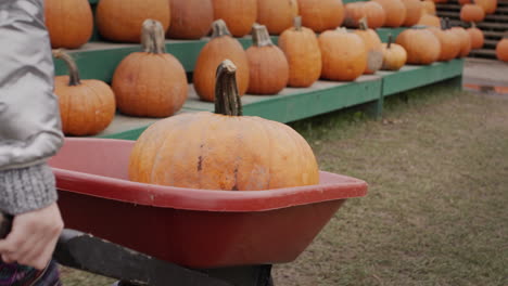 A-big-pumpkin-is-being-driven-in-a-wheelbarrow---buy-a-decoration-for-Halloween