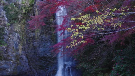 yellow and red foliage in japanese autumn, minoo falls in background