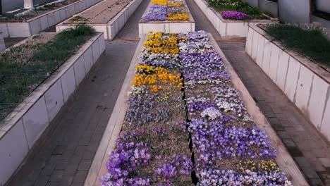 greenhouse with spring flowers. view from a drone