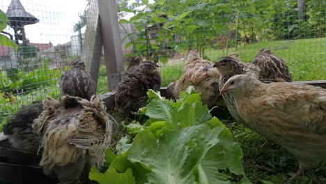 japanese quails eating lettuce in a cage