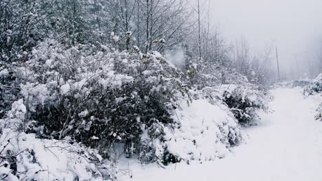 Snow-covered-path-with-lush