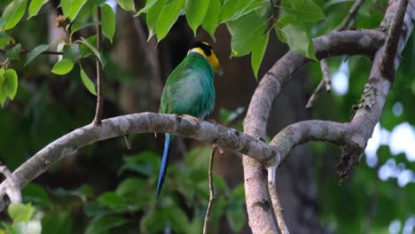 Preening-while-perching-on-a-branch-of-a-tree,-a-Long-tailed-Broadbill-Psarisomus-dalhousiae-is-cleaning-its-feathers-while-wagging-its-tail