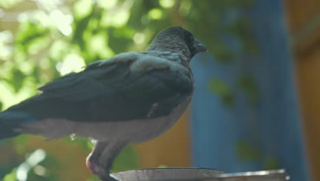 cuervo gris juvenil en el jardín llamando a los padres