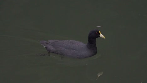 Nahaufnahme-Eines-Weißflügeligen-Blässhuhns-Mit-Schwarzen-Federn,-Der-Auf-Einem-Teich-Schwimmt-Und-Nach-Nahrung-Sucht