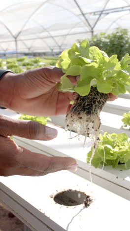 vertical video: inspecting roots, farmer holding hydroponic lettuce in greenhouse farm