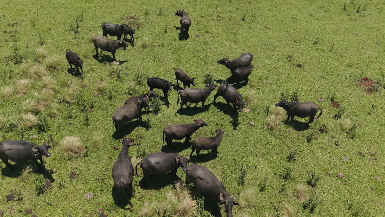 공중 드론 은 버팔로 를 볼 수 있습니다. 푸른 에 있는 버팔로입니다.