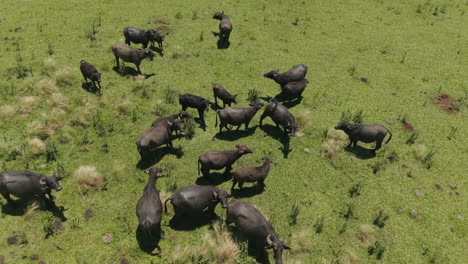 drone aéreo zoom en vista de la manada de búfalos, búfalos en un campo verde.