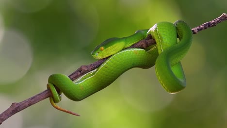 la víbora de labios blancos es una víbora venenosa endémica del sudeste asiático y a menudo se encuentra durante la noche esperando en una rama o rama de un árbol cerca de un cuerpo de agua con muchos alimentos