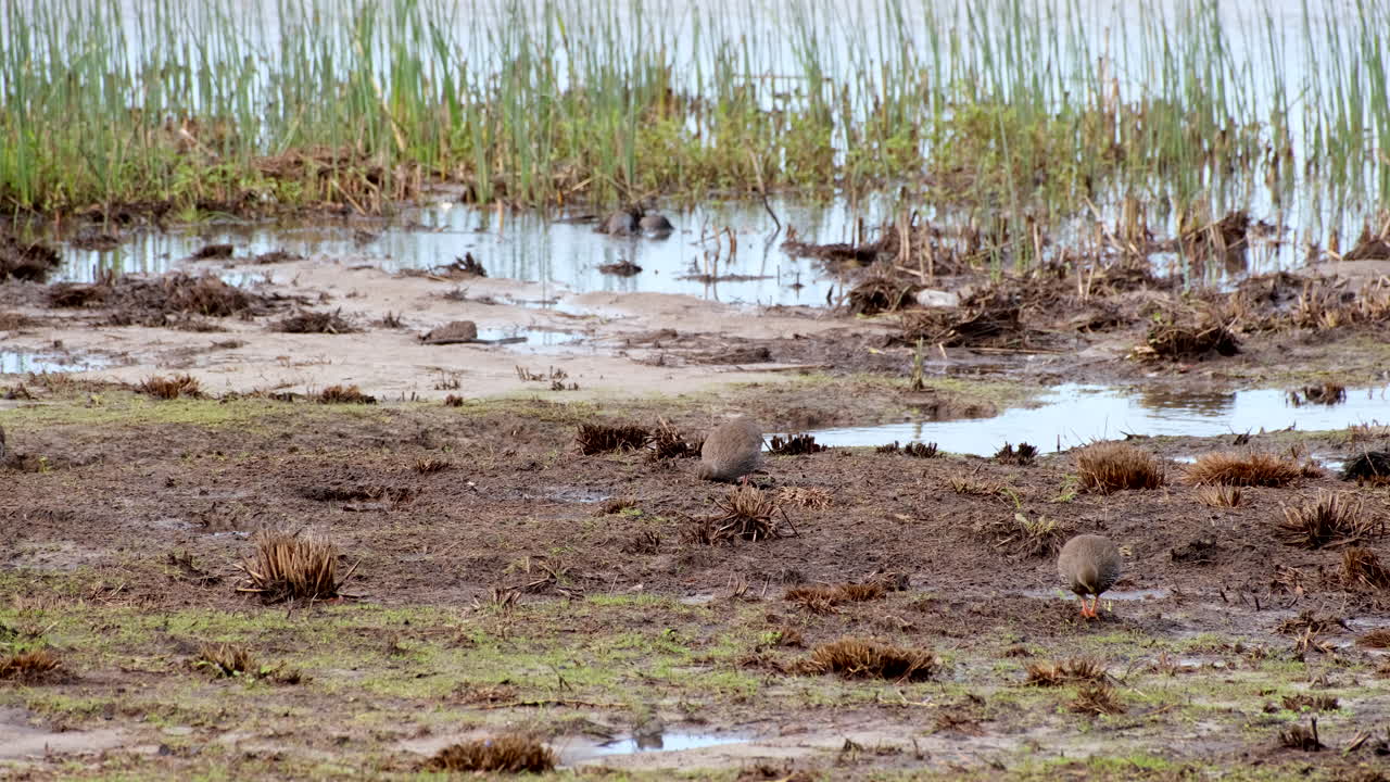 Pair of Cape spurfowl (Pternistis capensis) grazing in marshy area of floodplain