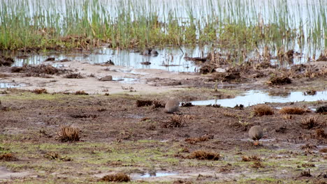 pair of cape spurfowl (pternistis capensis) grazing in marshy area of floodplain