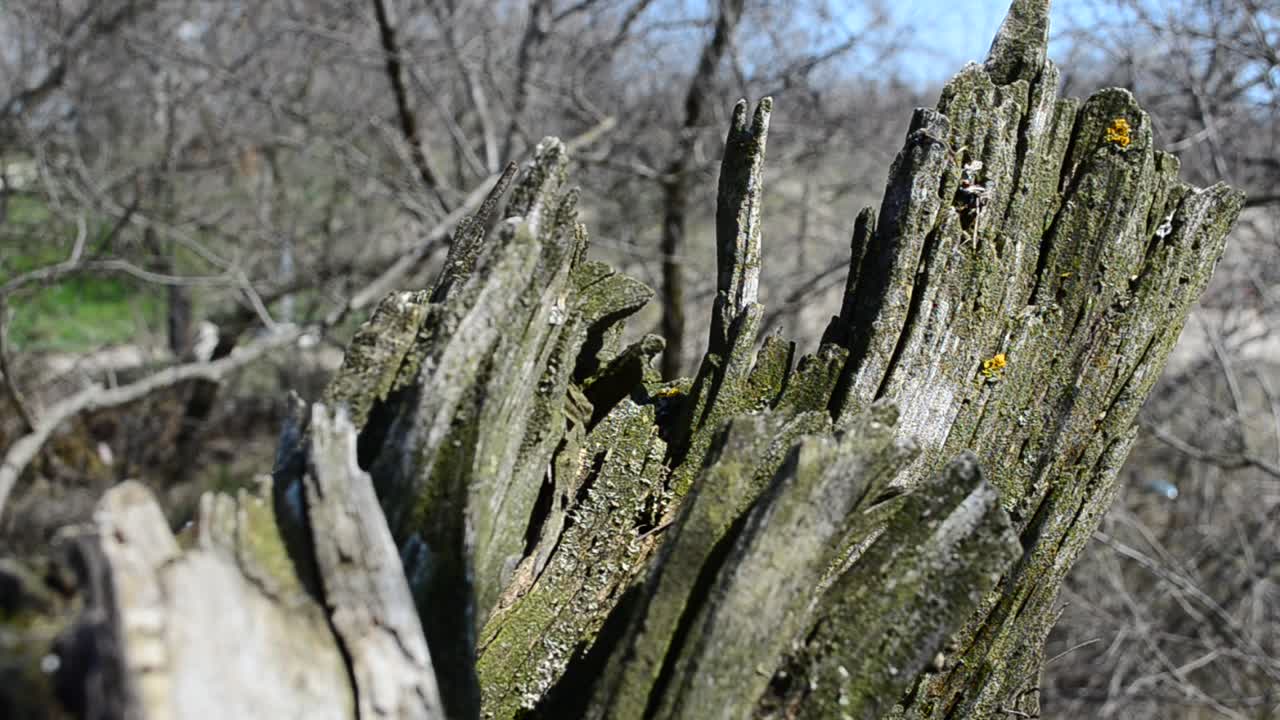 Bois mort au printemps. Le printemps en avril