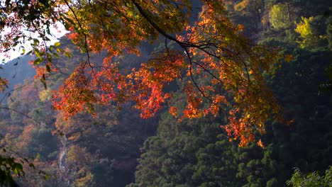 beautiful bright red maple leaf tree with falling leaves during fall foliage