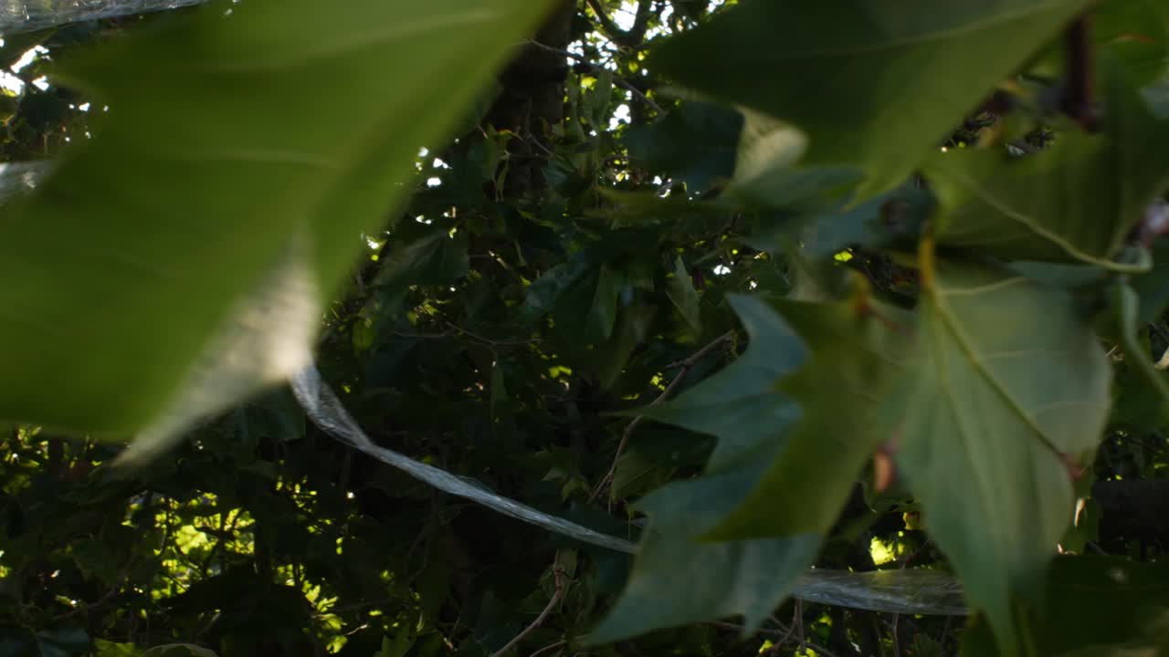 basura colgada en un árbol con una llamarada de lente