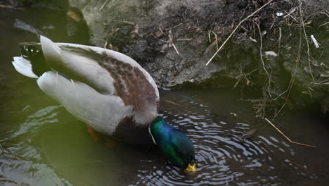 pato mallardo caminando en el agua