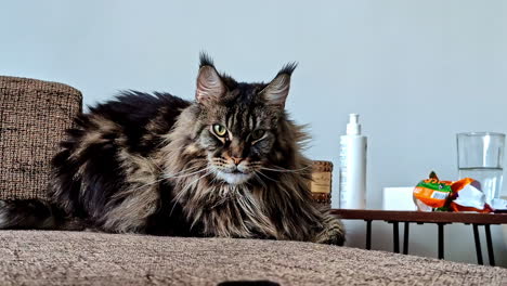 hand petting of maine coon cat by a woman in jelgava, latvia.