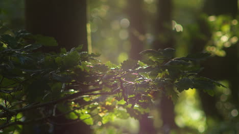sunlight flickers off tree branch as wind blows through quiet forest, bokeh