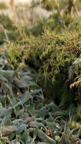 close-up of frosty juniper and lamb's ear foliage