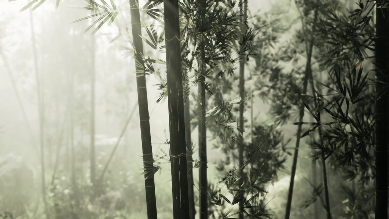 Ambiente forestale calmo con ombre sottili e tema di conservazione.