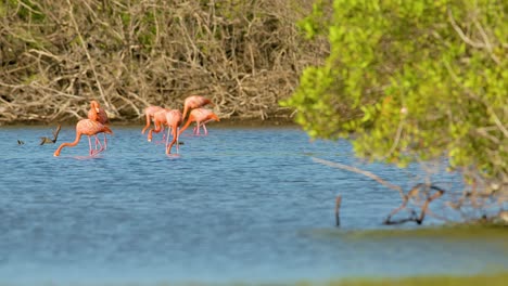 Panorámica-En-Cámara-Lenta-A-Través-De-Manglares-Hasta-Bandadas-De-Flamencos-Alimentándose-En-El-Agua