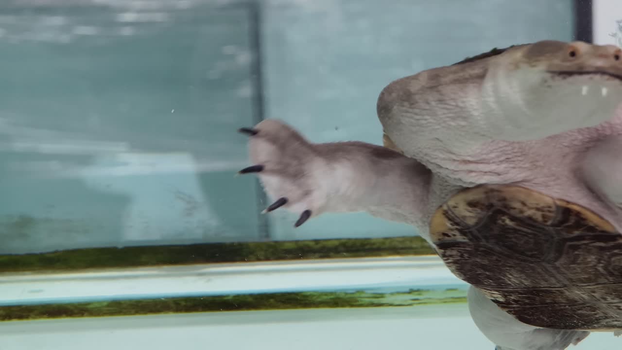 수족관에 있는 거북이