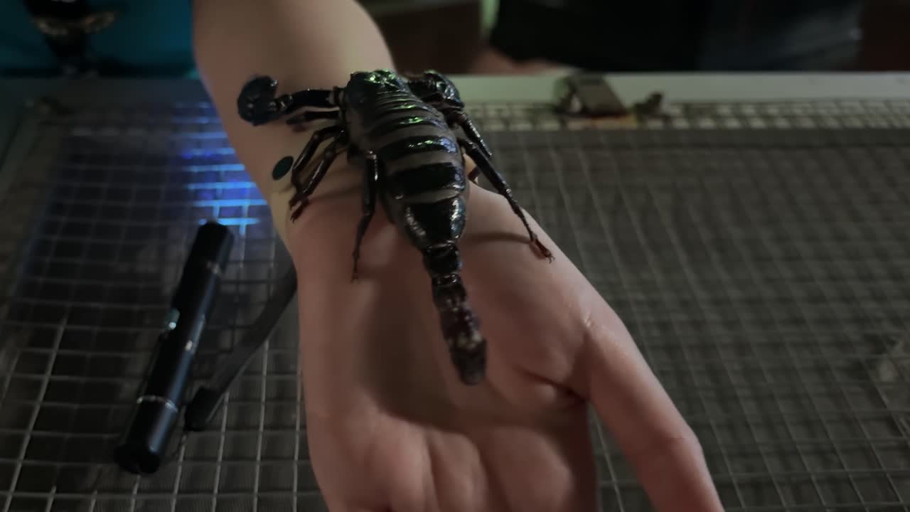 Poisonous scorpion crawling over a bare-handed