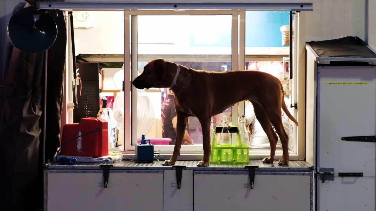 Chisinau, Moldova - October 1, 2021: Rhodesian Ridgeback dog standing on a bay window
