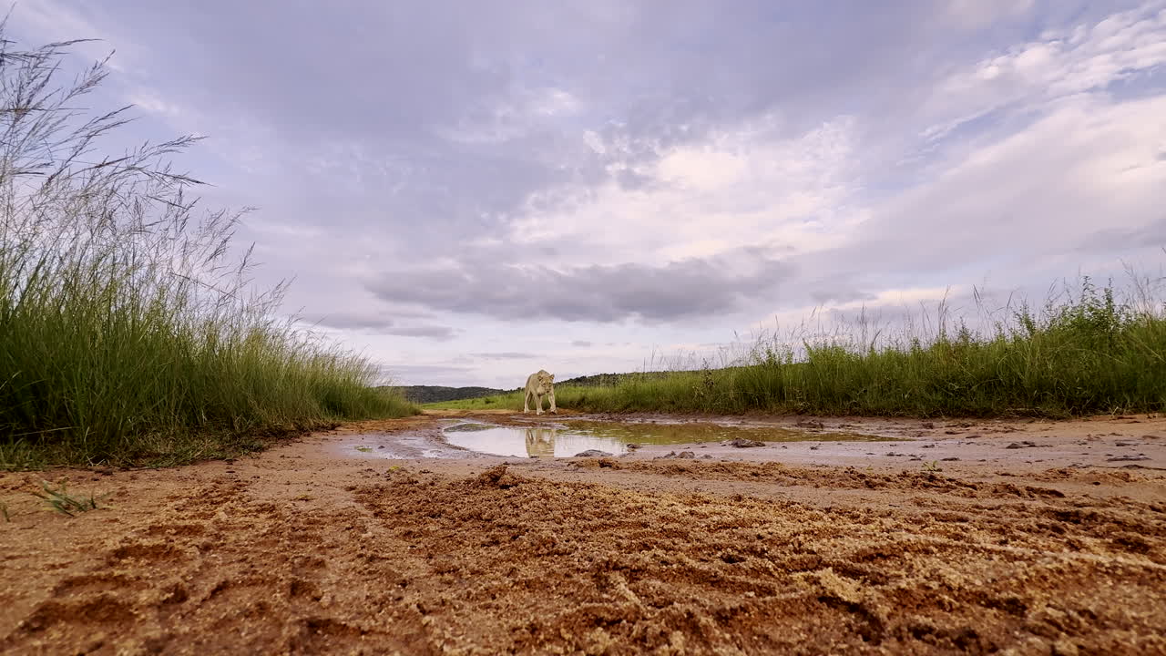 Lioness drinking from a puddle in the grass with a low-angle perspective