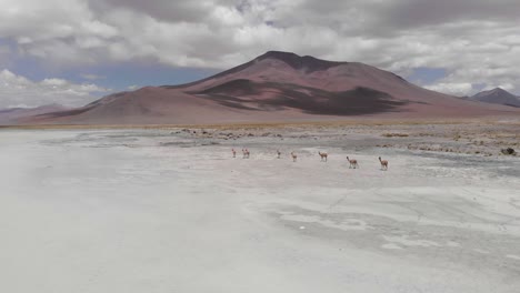 vicuñas in the andes mountains