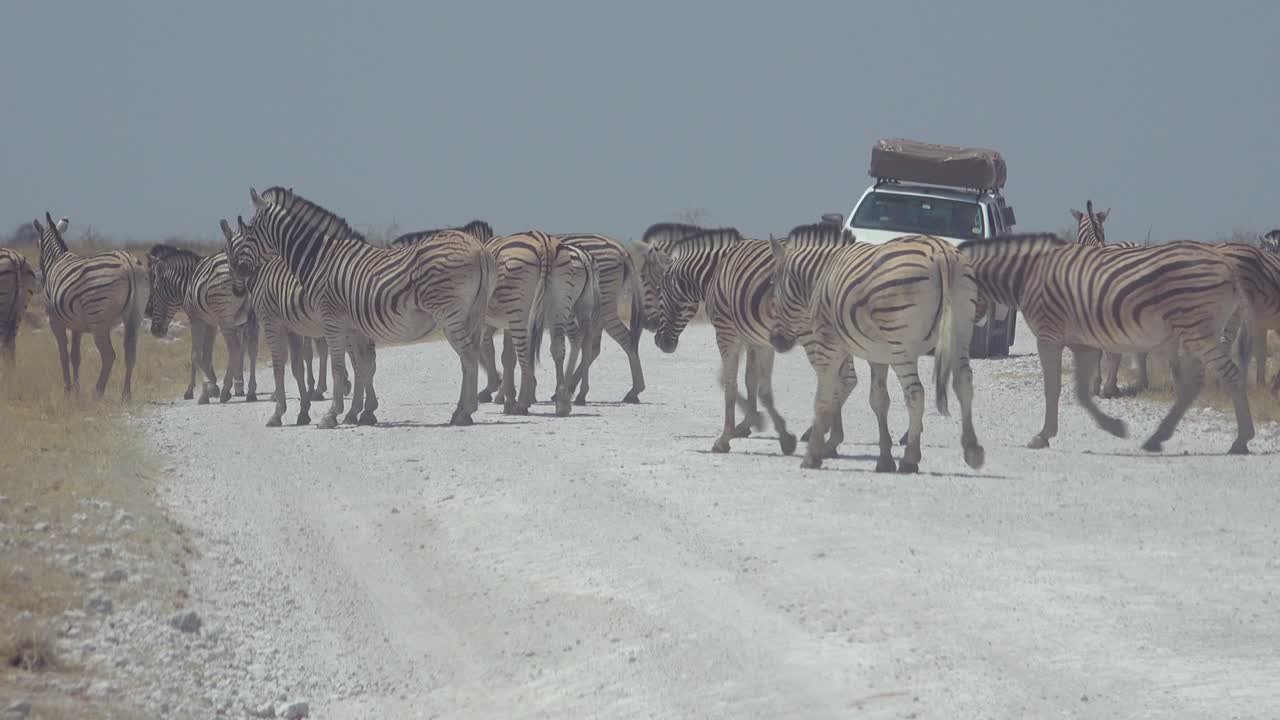A safari vehicle approaches large herds of dusty zebras in Etosha National Park Namibia Africa