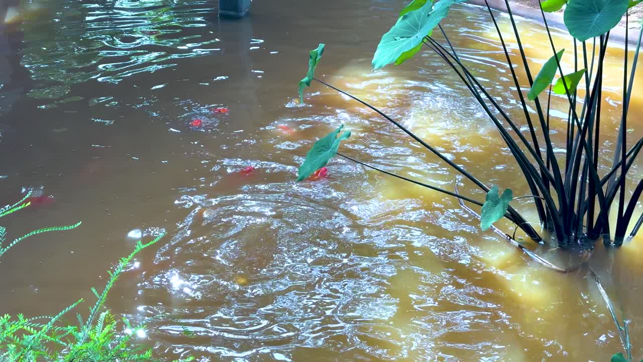 다채로운 물고기가 조용한 연못에서 헤엄치고 있습니다.