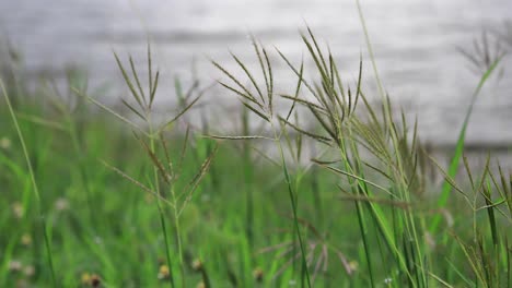 close up of grass blowing in the wind with water in the background in thailand