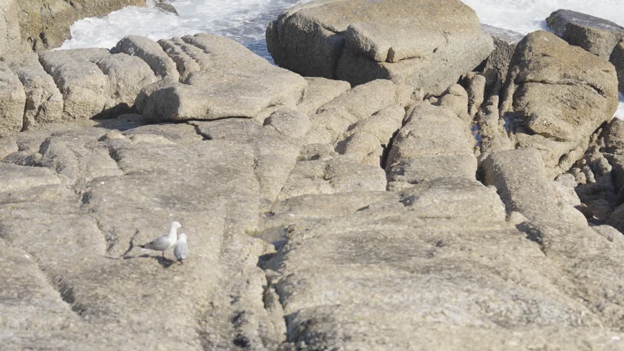 Måger går på klipper i Sea Point. Cape Town, Sydafrika