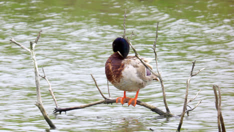 hembra de pato salvaje en la orilla del lago en el follaje de otoño