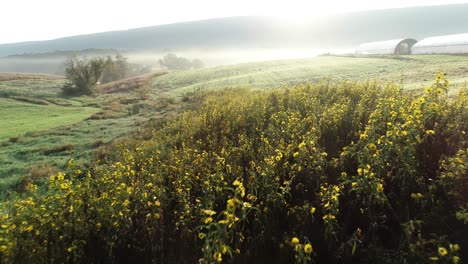 Cámara-Aérea-Alejándose-Del-Sol-Naciente-Que-Muestra-Niebla,-Montañas,-Invernaderos-Y-Un-Gran-Bosquecillo-De-Flores-De-Susan-De-Ojos-Negros