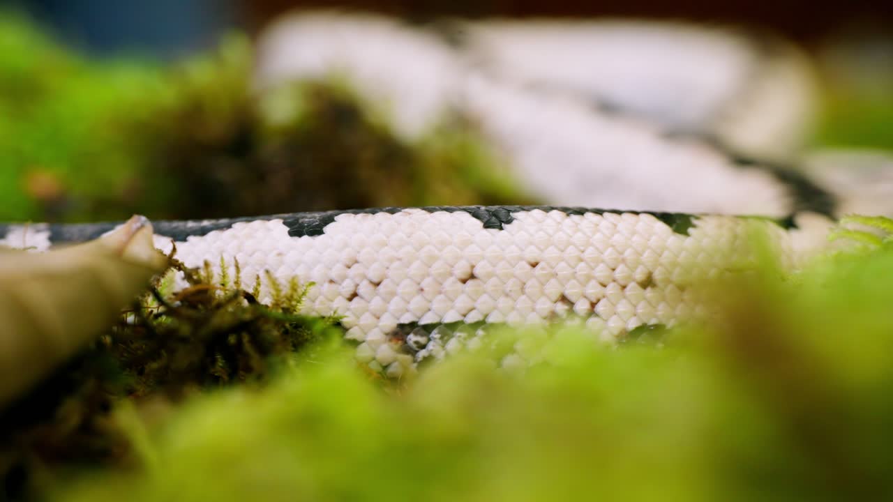 Slithering snake moving slowly through lush moss, detailed close-up of scales