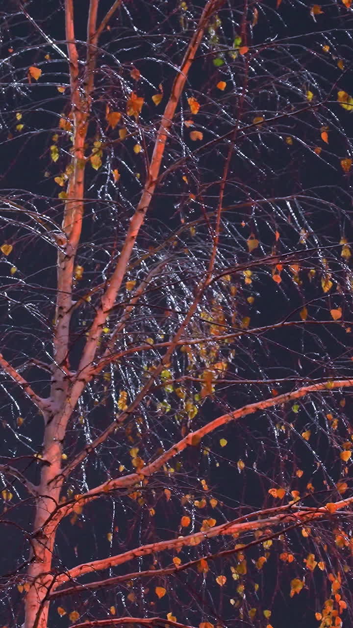 ramas de árboles desnudas brillando en luz dorada con hojas de otoño, capturadas en una escena nocturna tranquila, la luz suave resalta las ramas delicadas