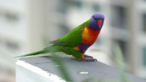 a wild rainbow lorikeet (trichoglossus moluccanus) perched on the edge of a concrete balcony railing in an urban setting, close up shot.