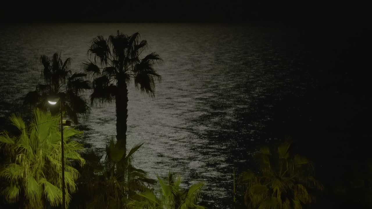 las palmeras con siluetas contra el océano por la noche