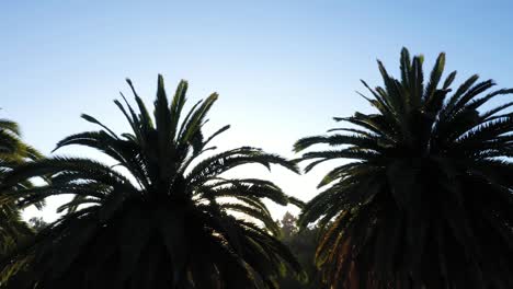 Drone shot of multiple palm trees panning right during golden sunset hour with sun peeking through palm trees and clear blue skies in Los Angeles, California park