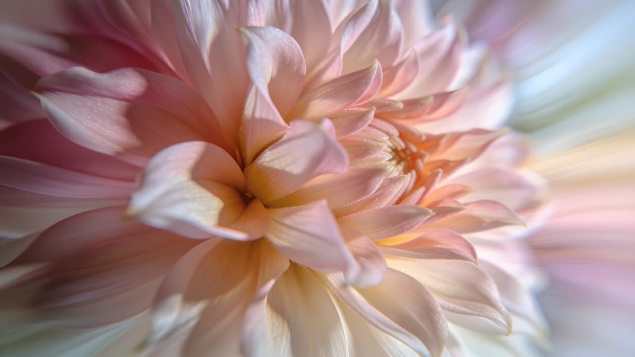 Macchina fotografica con messa a fuoco variabile che mostra una dalia rosa pallido e ne rivela il centro interno in studio, con sfocatura radiale.