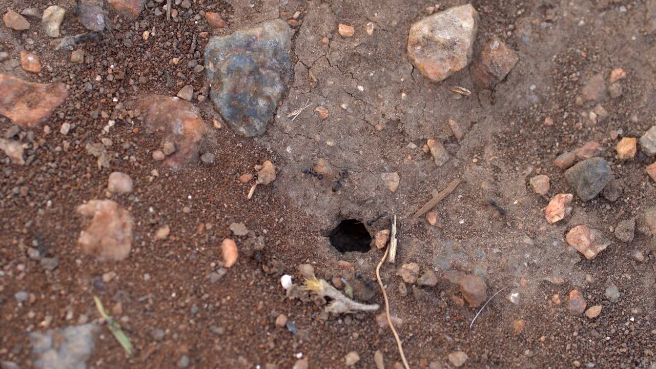 vista de cerca de un agujero de hormiga