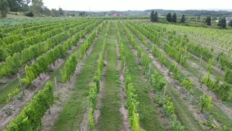 growing grape plants in local vineyard, aerial drone view