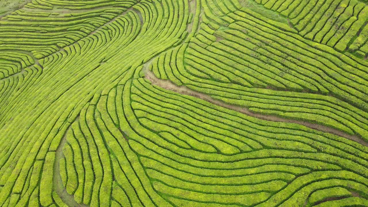 Gorreana green tea plantation in Sao Miguel 2