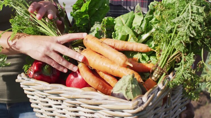 Video of hands of caucasian woman putting carrots into basket full of freshly picked vegetables
