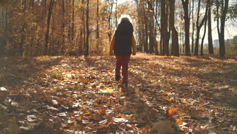 slow-motion: a little curly boy walks through an autumn park in sunlight over the yellow leaves of the view from his back. high quality 4k footage