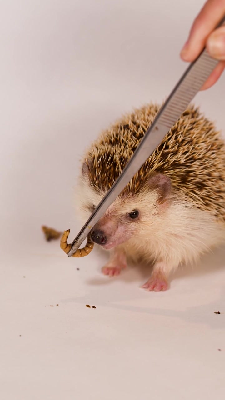 Un riccio domestico mangia una larva della farina offerta con pinzette su uno sfondo bianco semplice