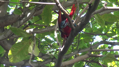 beautiful red and green macau parrot in the tree's in cartagena colombia