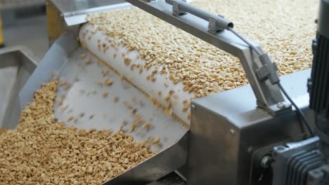 raw nuts on a conveyor belt. drying, roasting and packaging, the production process of light snacks. factory production.