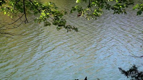 tree branches frame lake water